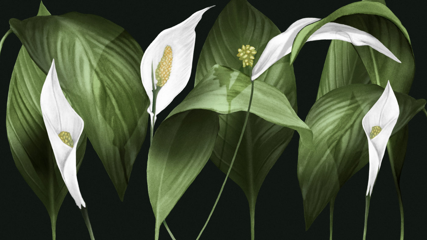 Peace Lily illustration